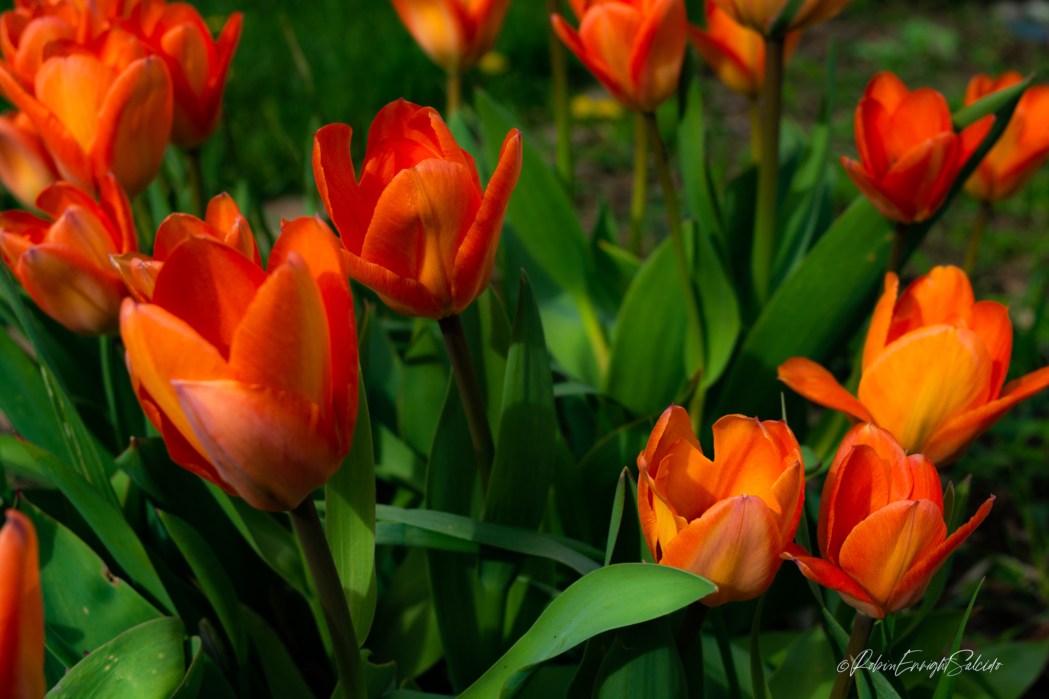 _DSC0398-Edit