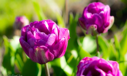 Those Purple Tulips
