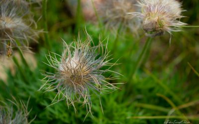 Flowers that Command Attention