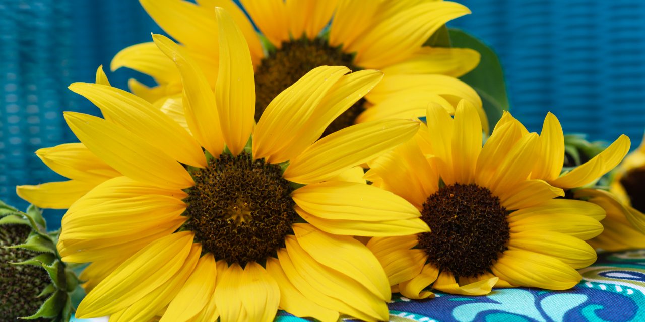 The Joy of Yellow Sunflowers