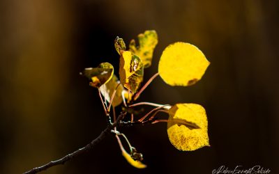 Aspen Leaves